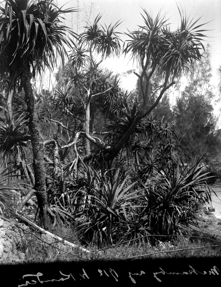 Pandanussnår i havsbandet vid öns norra udde. Mahakamby, Île Mahakamby. Madagaskar - SMVK - 022029