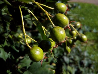 Green hawthorn summer
