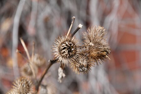 Flora season thistle