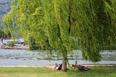 Tree green water photo