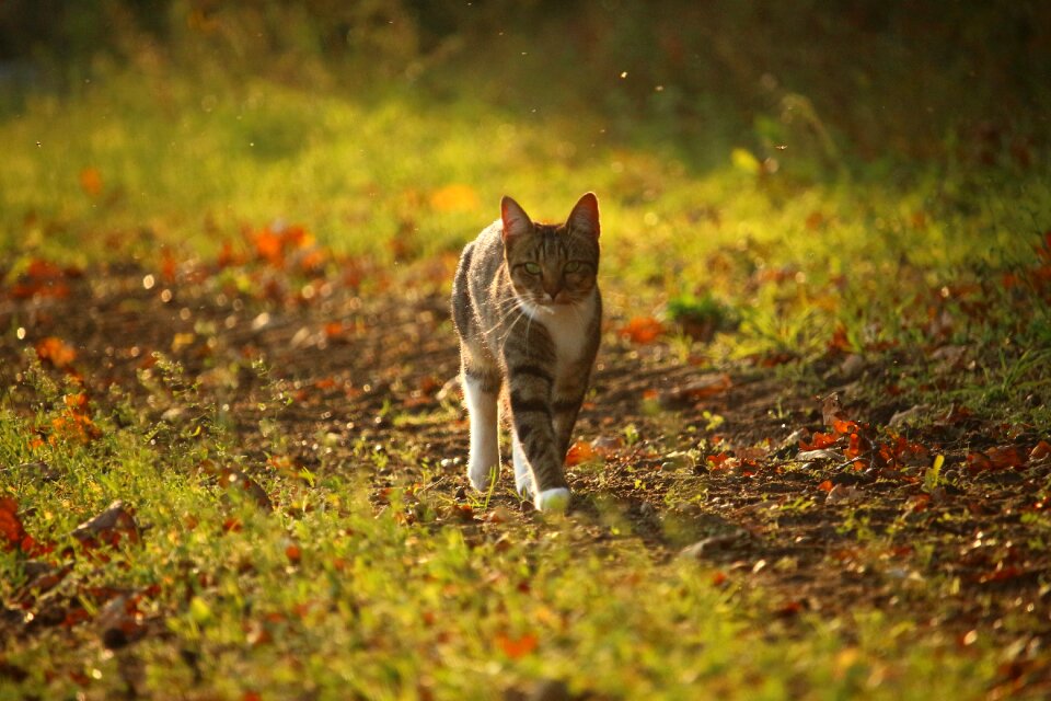 Mieze kitten fall foliage