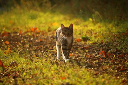 Mieze kitten fall foliage