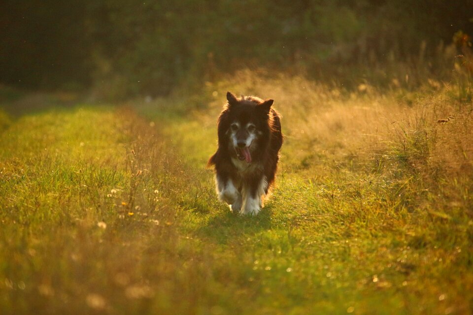 Border collie border herding dog