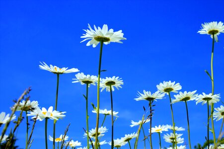 Bloom plant white