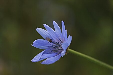 Fly blossom bloom photo