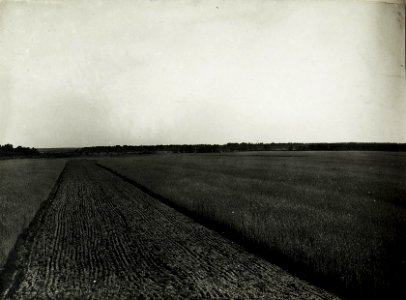 Panorama, Blick von der russischen Front auf eigene Stellungen bei Prusicka. (BildID 15589239)