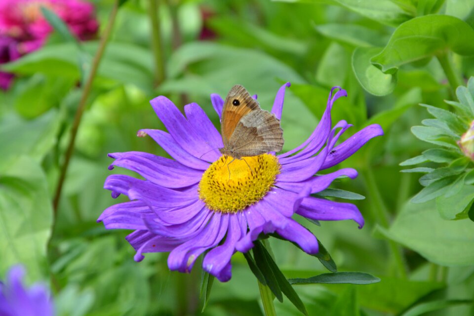 Nature summer plant