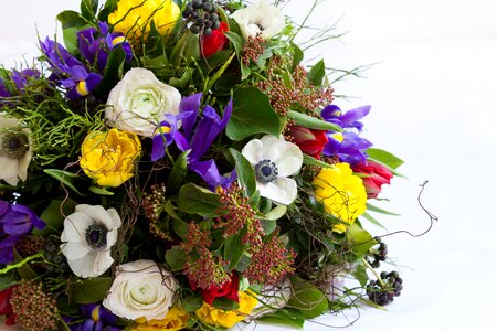 Colorful give spring flowers