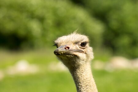 Africa bird animal