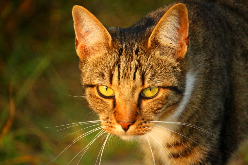 Domestic cat tiger cat kitten