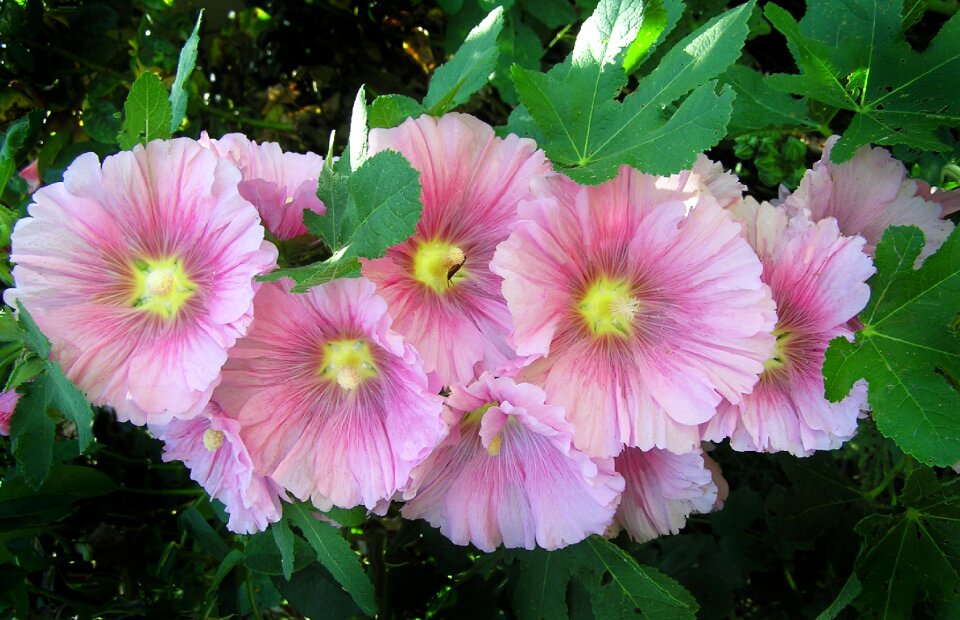 Pink garden nature