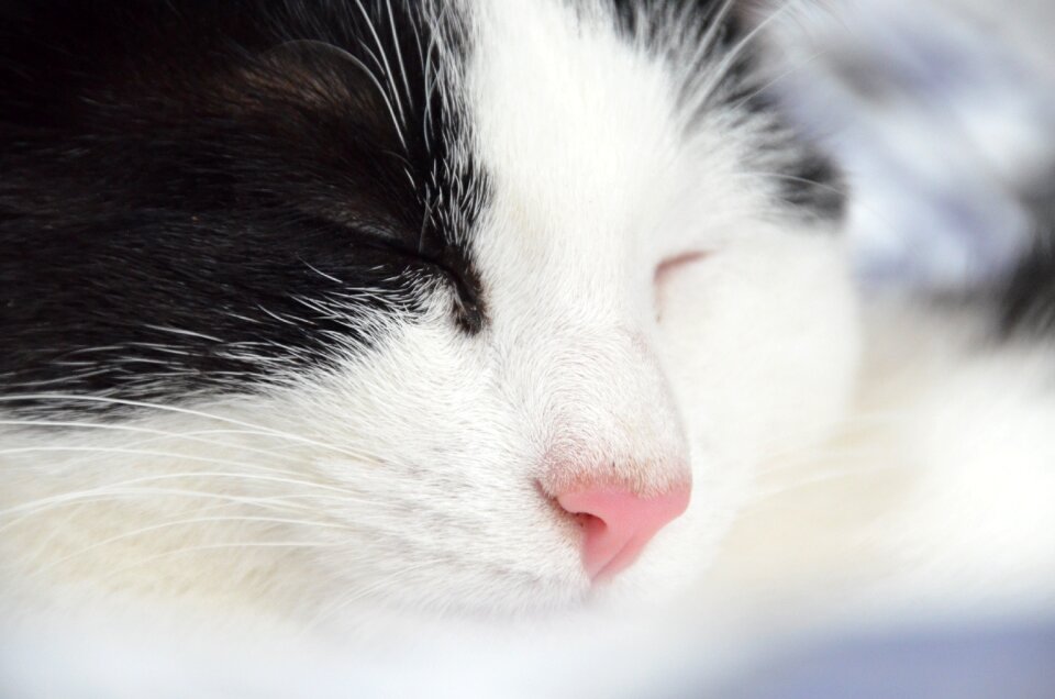 Animal paw domestic cat
