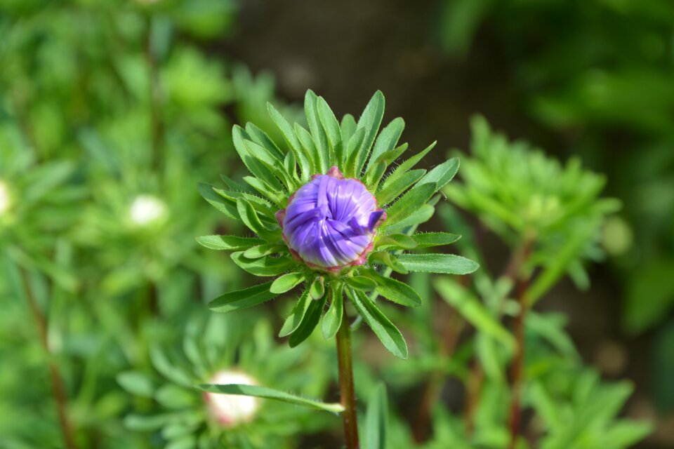 Green nature garden