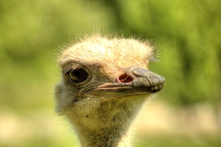 Africa bird animal