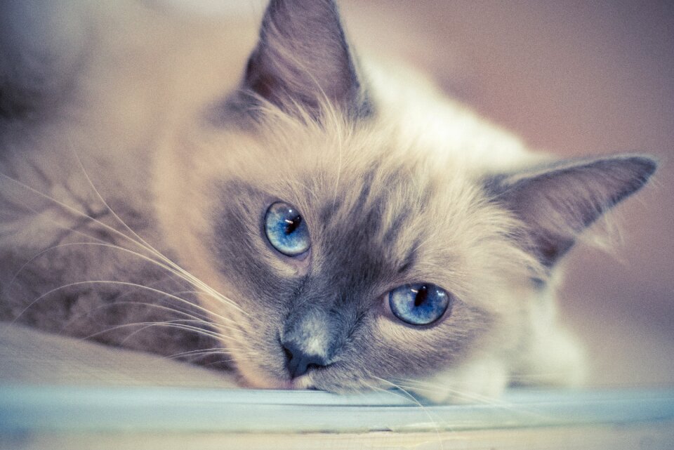 Kitty animal ragdoll