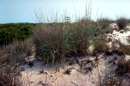 Panicum amarum var amarulum NRCS-1
