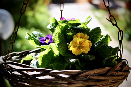 Leaf nature basket