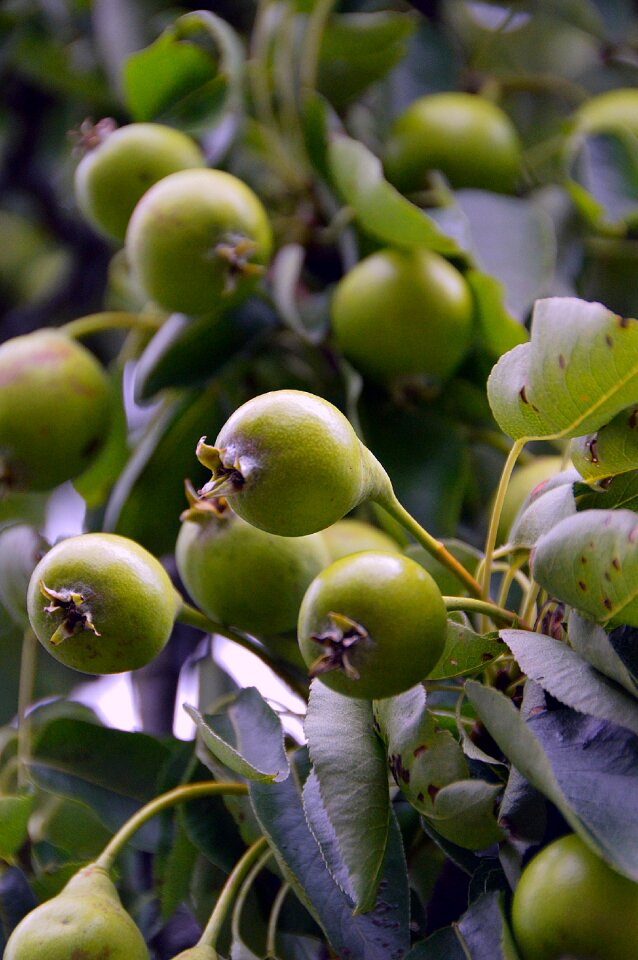 Green fruit food curls