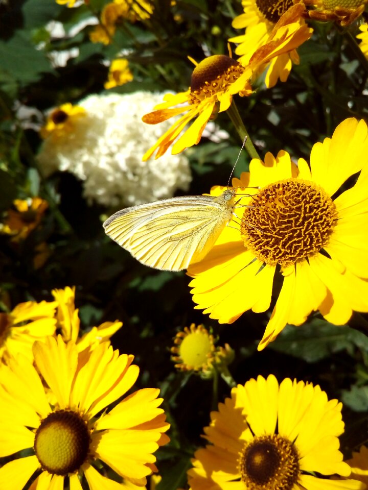 Yellow summer garden flowers