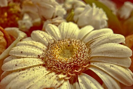 Plant petal heart
