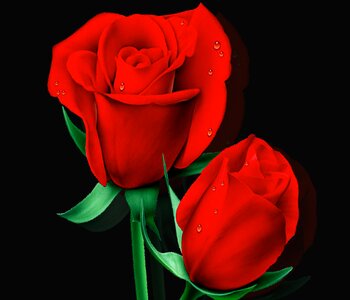 Tulip red rose black background
