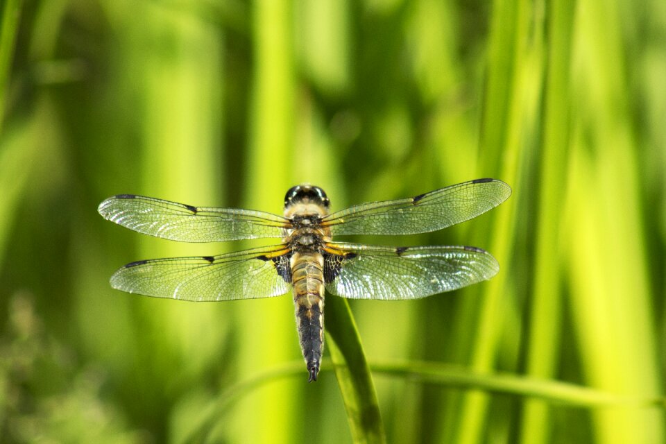 Close up yellow dragonfly creature