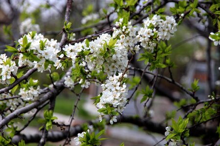 Bloom spring the leaves of the branch photo