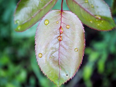 Drop of water raindrop green leaf photo