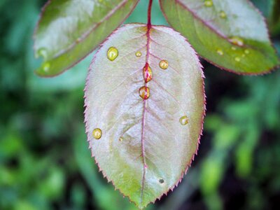 Drop of water raindrop green leaf