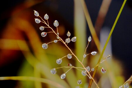 Nature dew rain