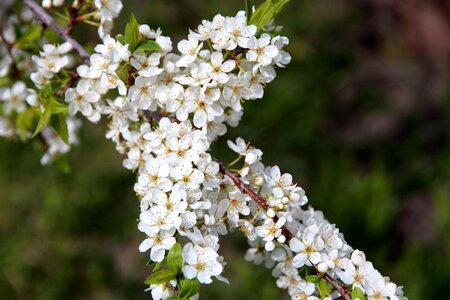 Bloom spring the leaves of the branch photo