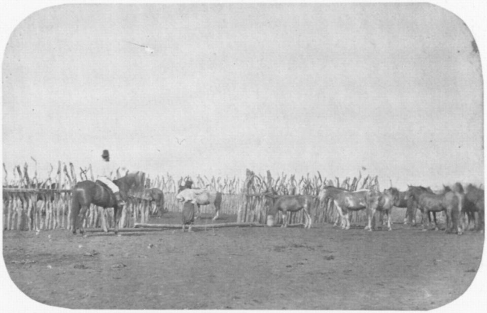 Panunzi, Benito - Pferde-Corral (Zeno Fotografie)