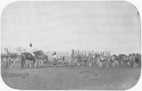 Panunzi, Benito - Pferde-Corral (Zeno Fotografie)