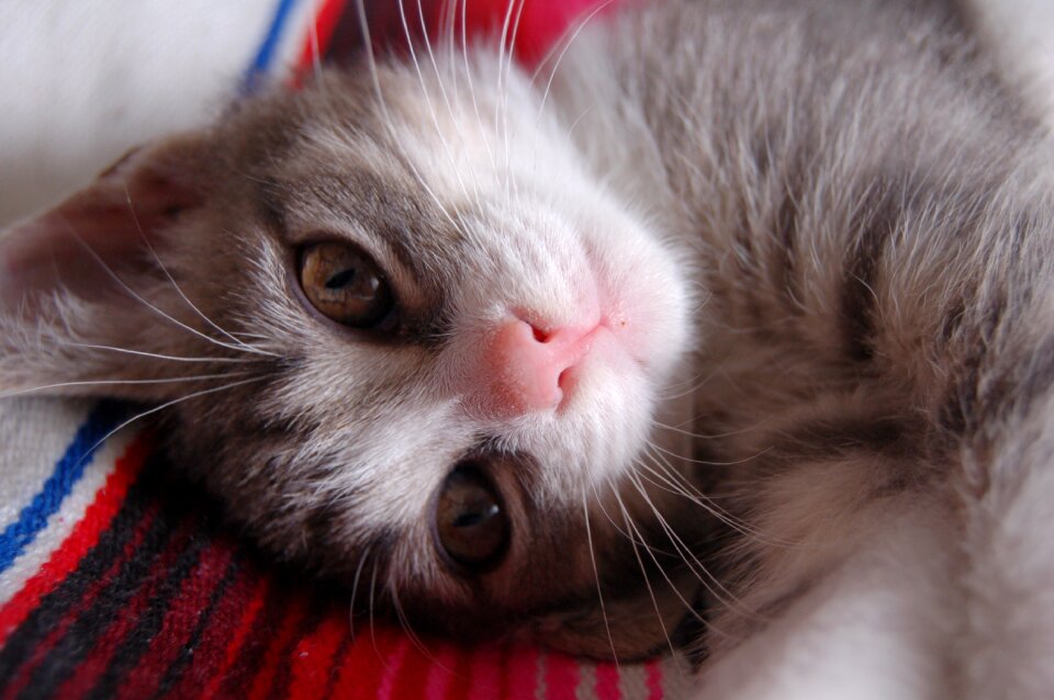 Kitten pet animal