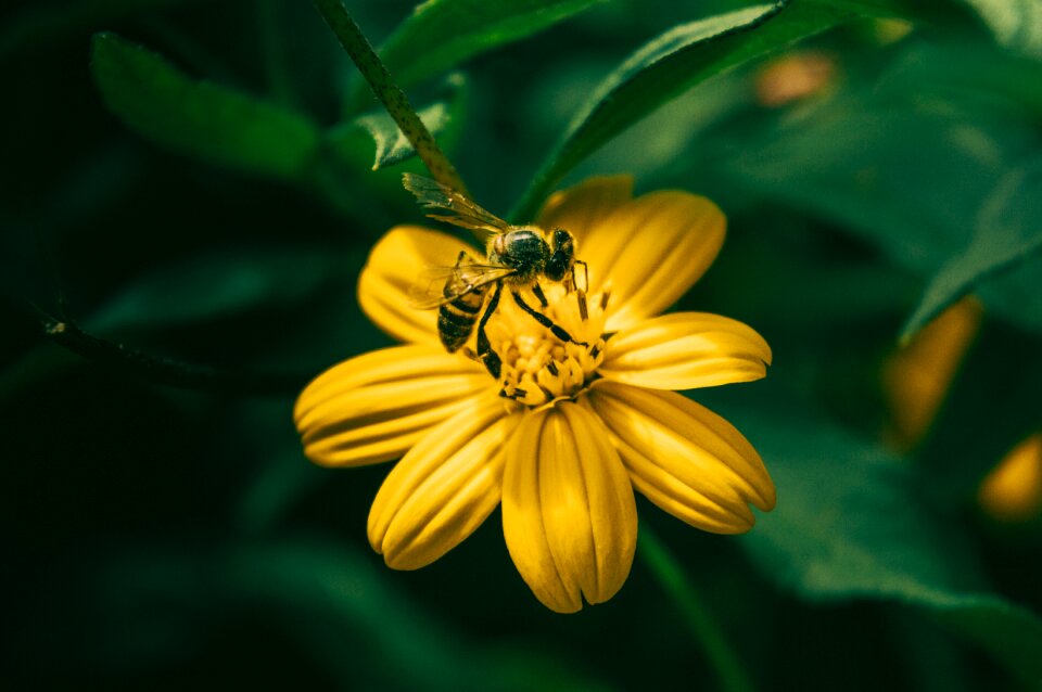 Honey summer pollination