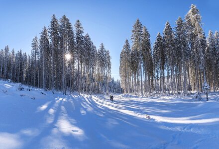 Forest snow winter photo