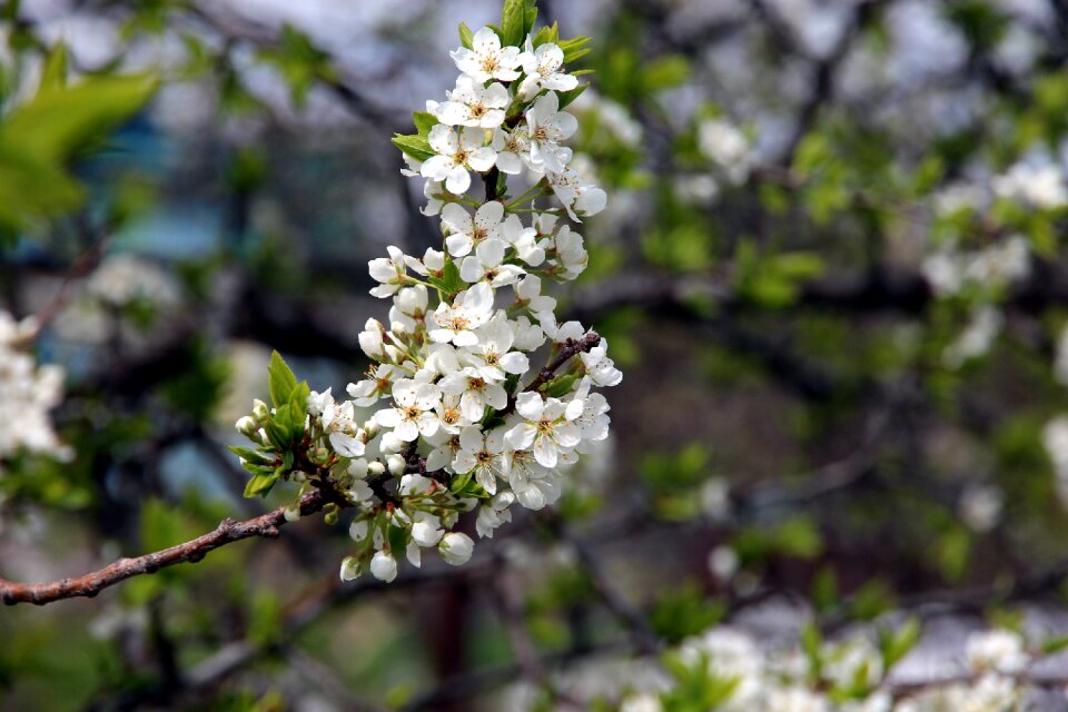 Bloom spring the leaves of the branch