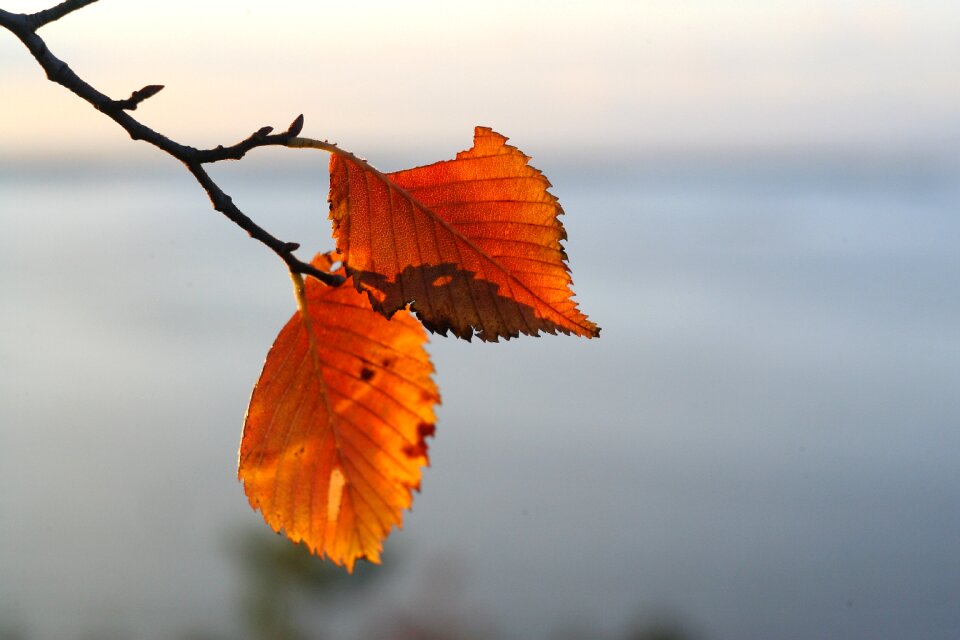 Autumn leaves golden autumn autumn leaf