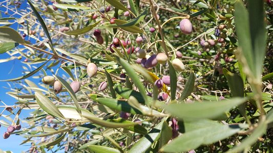 Nature caceres cultivation