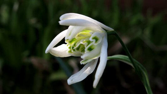 Flower plant blossom
