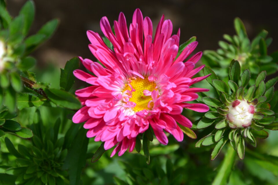 Summer flowers hatching button