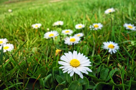 Flower bellis perennis asteraceae