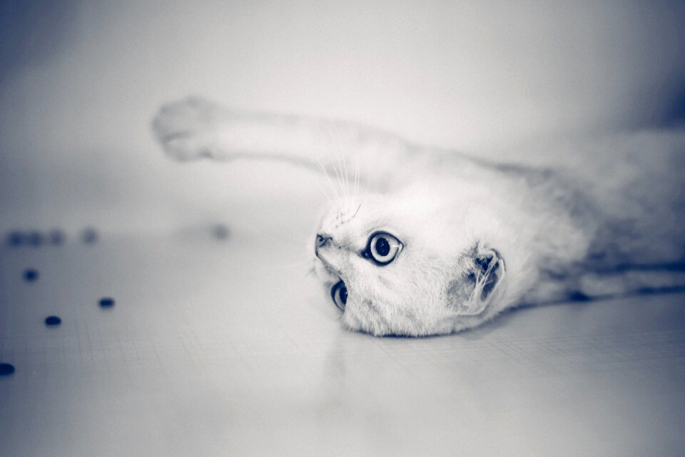 Kitty gray cat animal