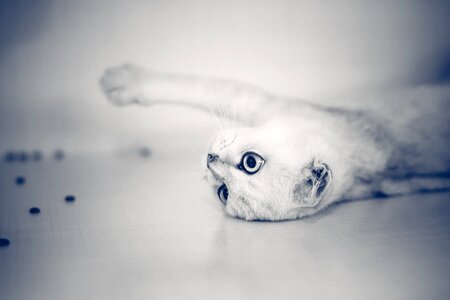 Kitty gray cat animal