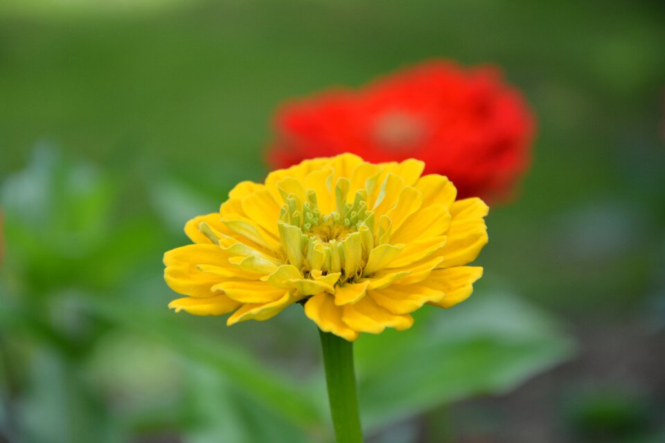 Yellow flower petals yellow was