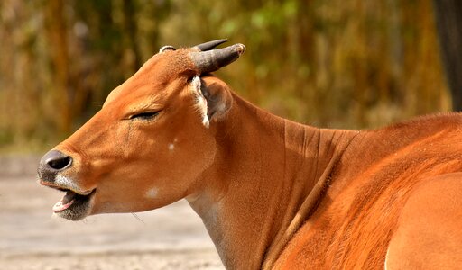 Wild zoo hellabrunn photo