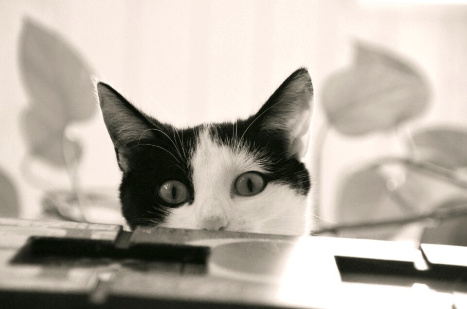 Young cat mieze animal