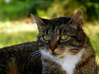 Felis silvestris catus mackerel lying photo