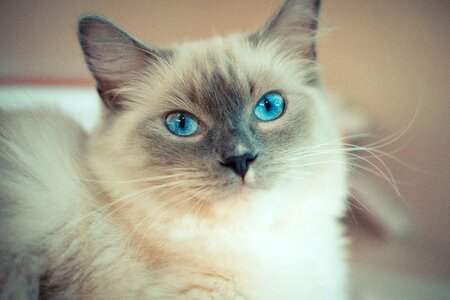 Kitty cat with blue eyes ragdoll photo