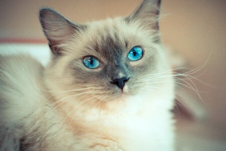 Kitty cat with blue eyes ragdoll